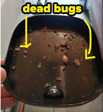 dead stinkbugs and moths in a tray 