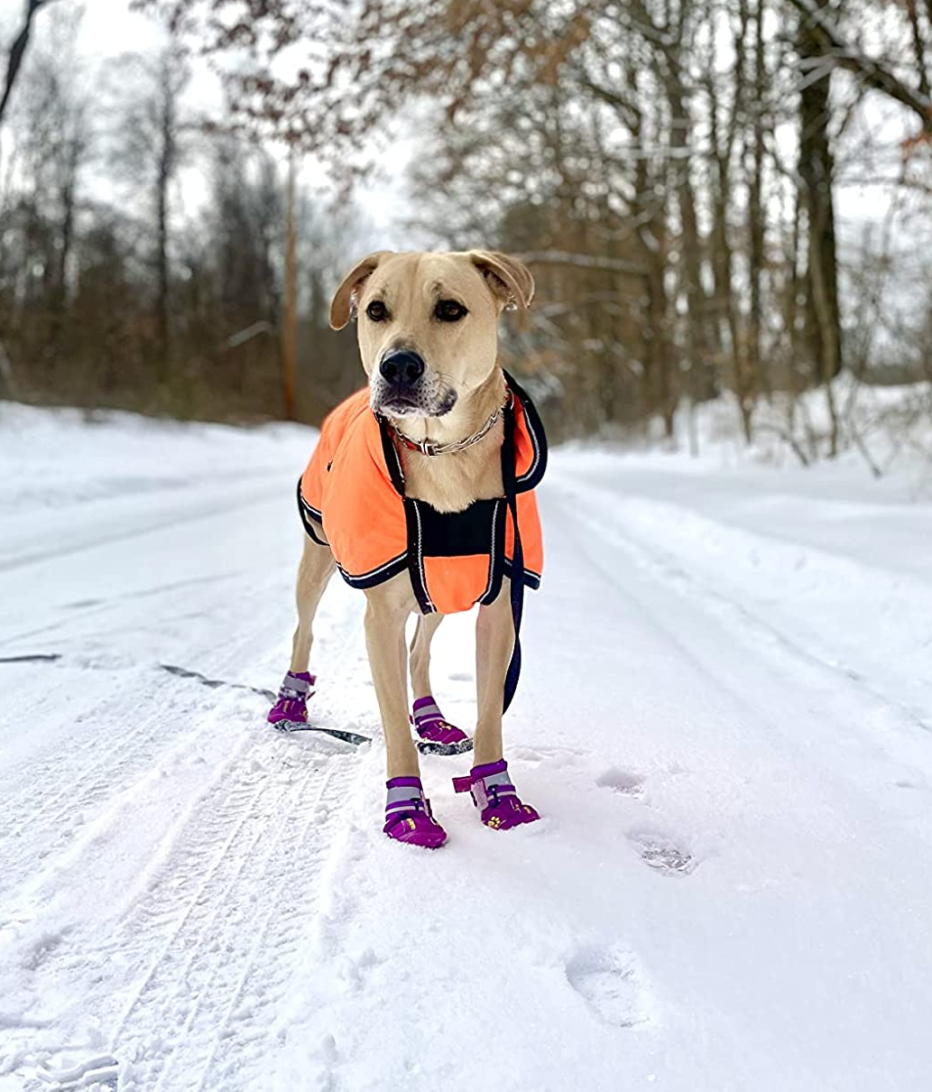 19 Toys to Keep Your Pet Active This Winter