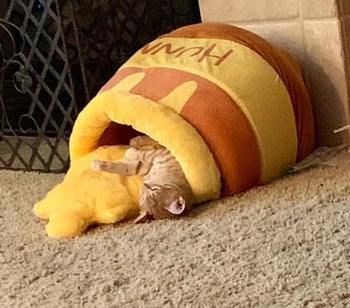reviewer photo of orange tabby sleeping inside honeypot bed