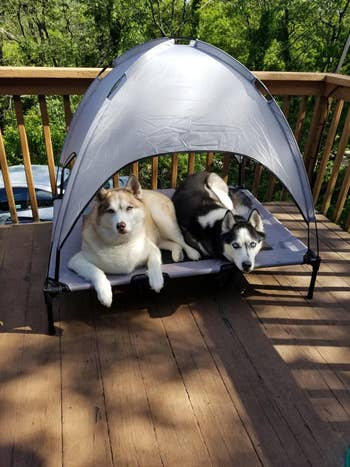 reviewer photo of two huskies in elevated canopy bed