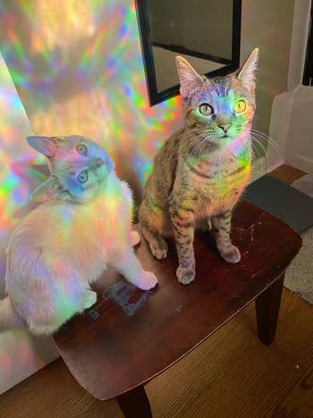 reviewer's two cats sitting in the rainbow light reflected from th efilm