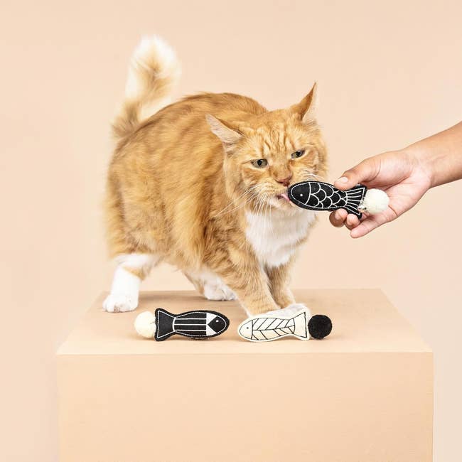 A feline playing with a plush food artifact held by a hand. Two akin toys are successful beforehand of the cat.