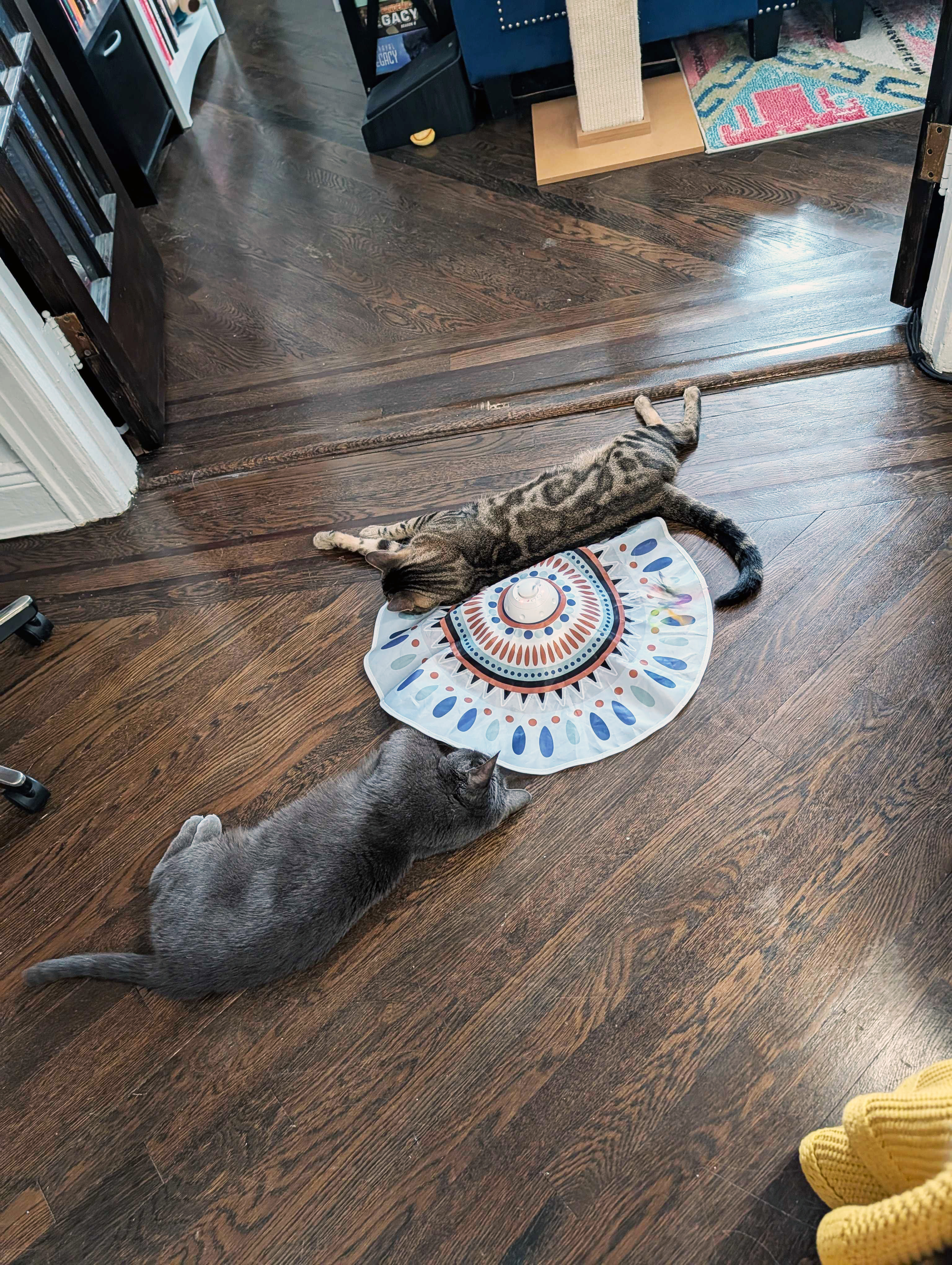 two cats playing with the toy