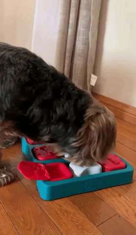 gif of a reviewer's canine  opening   1  of the compartments successful  the puzzle and uncovering  treats