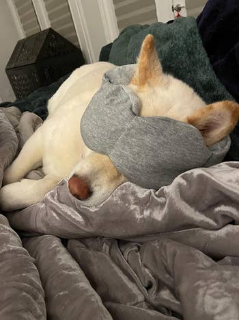 Dog lying on a bed with its head resting on a pillow, wearing a sleep mask