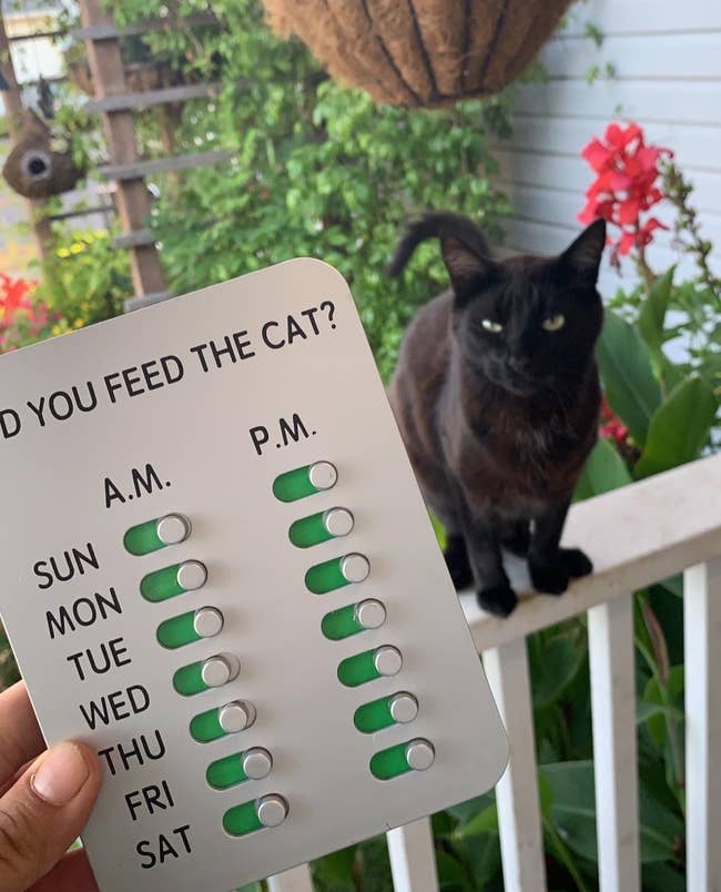 the reviewer holding the tracker in front of their cat