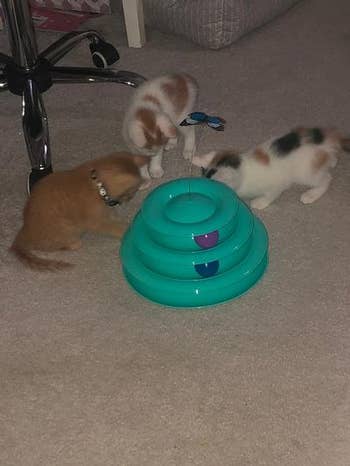 multiple cats playing with the toy