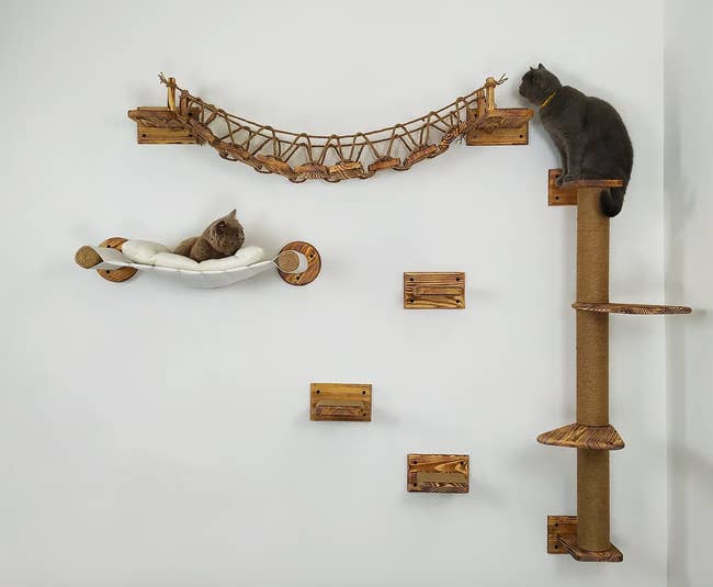 two cats using wall-mounted hammocks, ladders, and shelves