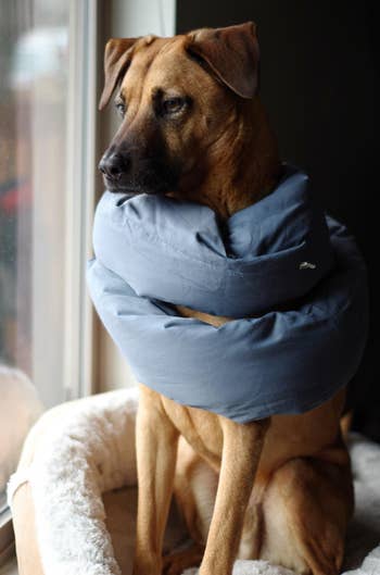 Dog wearing a blue jacket sitting by a window