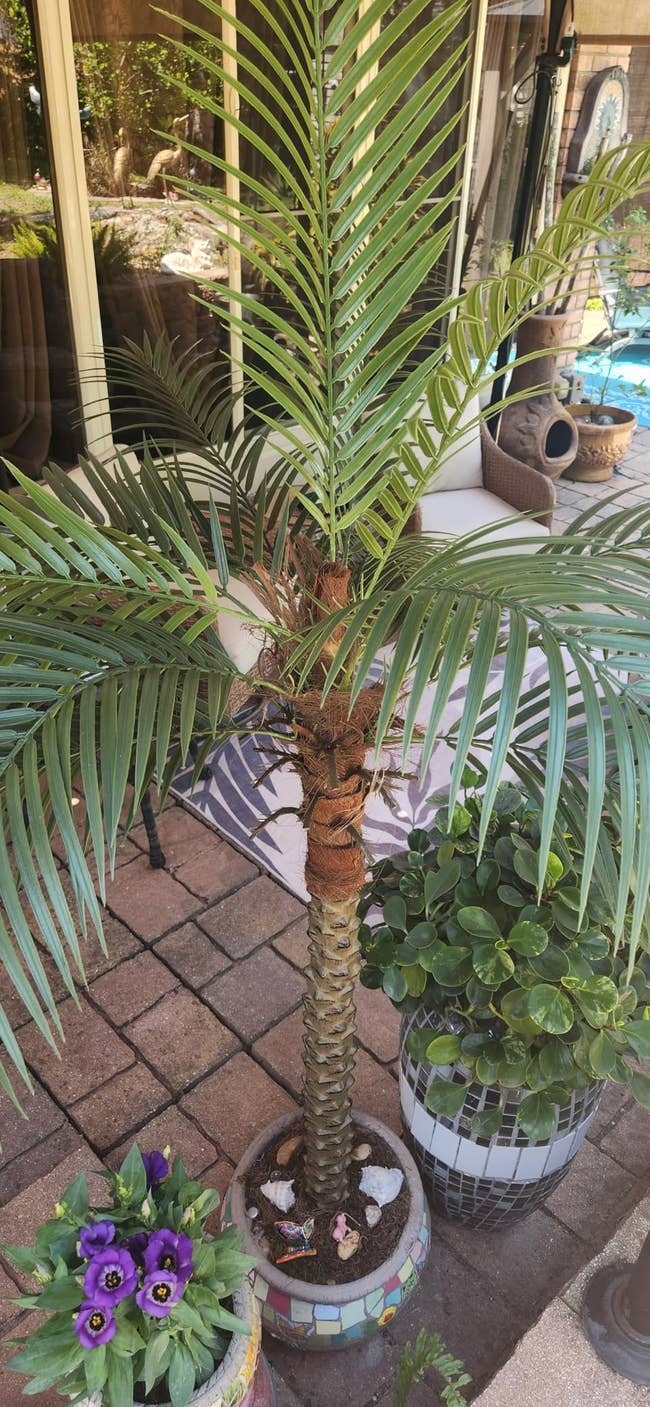Artificial thenar histrion connected a patio, surrounded by potted plants and plot decor