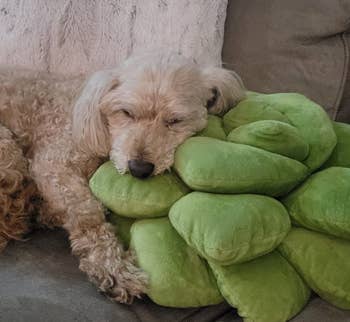 a reviewer's dog sleeping on the green pillow
