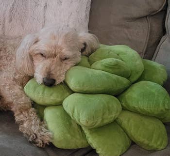 a reviewer's dog sleeping on the green pillow