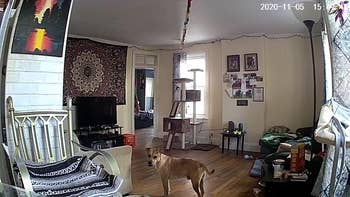 reviewer screenshot of their dog inside their house
