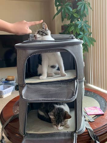 a cat on each level of a dual pet carrier