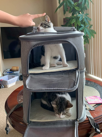 a cat on each level of a dual pet carrier