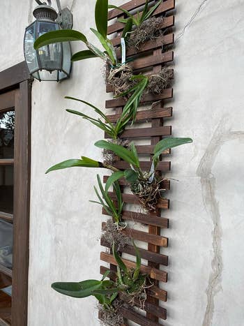 Orchids mounted on a vertical wooden slat garden wall display