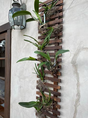 Orchids mounted connected  a vertical woody  slat plot  partition  display