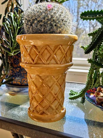 Cactus with a pink flower blooms in a tall, textured ceramic pot, surrounded by other plants on a sunlit windowsill