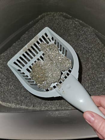 A manus  holding a scooper with a clump of utilized  feline  litter successful  a litter box