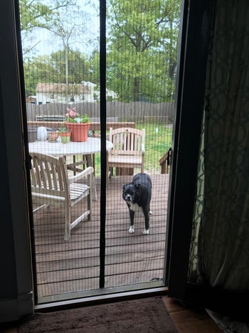 reviewer's dog standing outside on patio with closed magnetic mesh door shut keeping bugs out