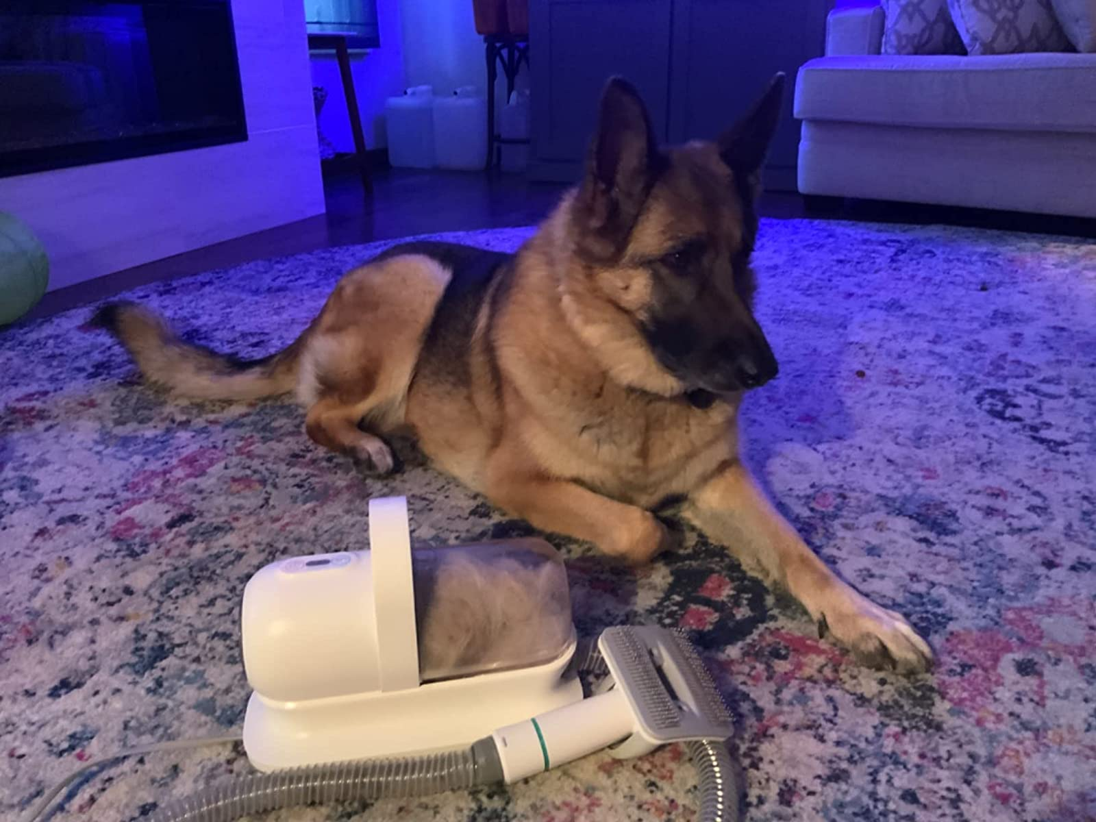 a reviewer's german shepherd dog laying next to the vacuum groomer