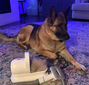 a reviewer's german shepherd dog laying next to the vacuum groomer  