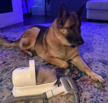 a reviewer photo of a german shepherd dog laying next to the vacuum groomer  