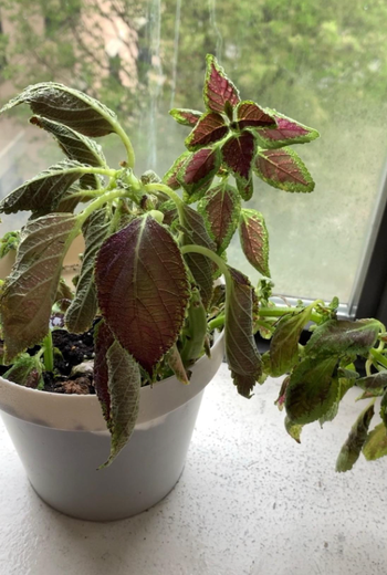 wilting plant in reviewer's windowsill 