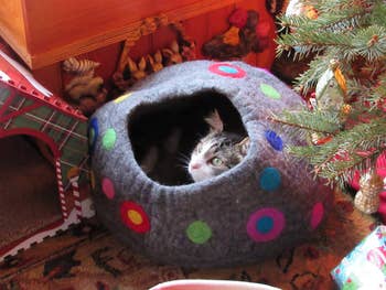 different reviewer's cat in a polka dot version of the cave bed