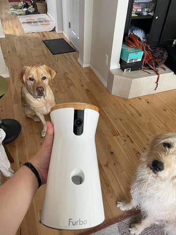 reviewer holding a Furbo camera in front of their dog