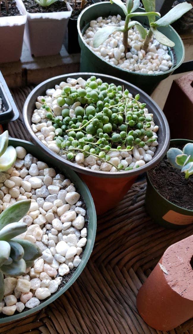 Reviewer's succulent plants with pearl stone soil cover