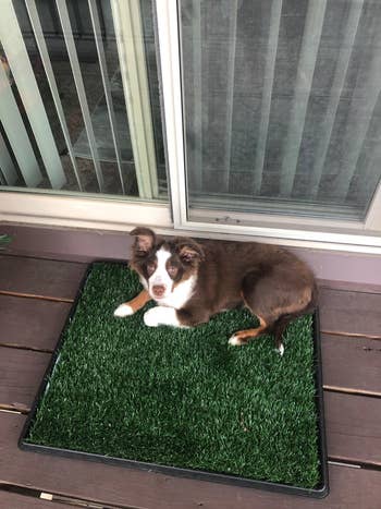 Reviewer photo of a dog using an artificial lawn mat