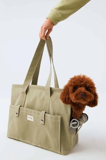 A dog inside of the bag as a model grabs the handles