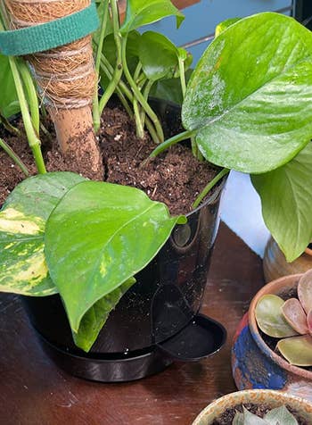 Reviewer's plant inside self-watering pot