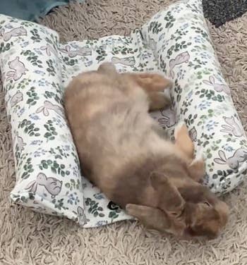 a light brown bunny flopped over on the bed