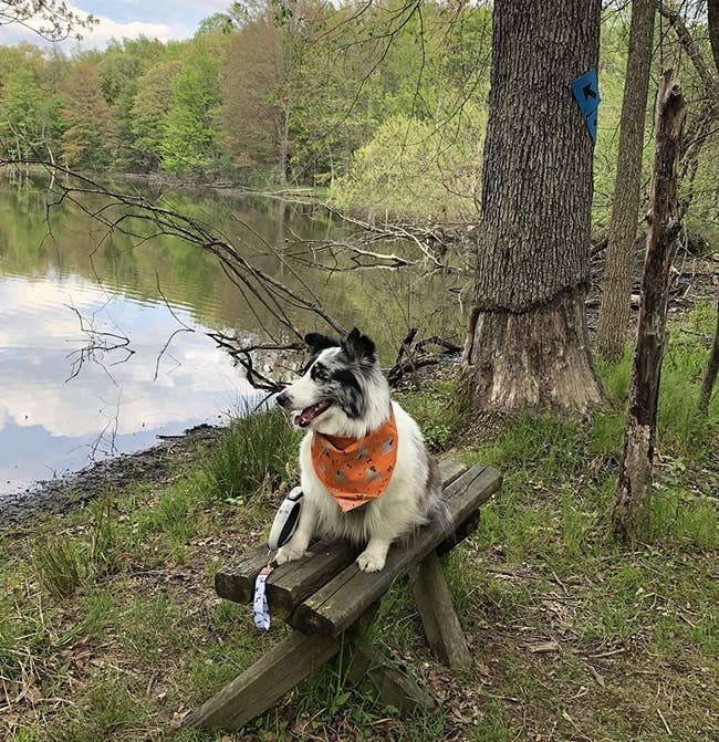 reviewer pic of a dog wearing an orange printed bandana