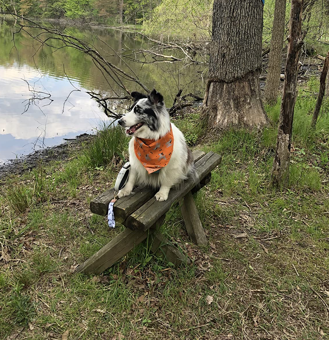 reviewer pic of a dog wearing an orange printed bandana