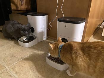 A reviewer's two cats each eating out of their own feeder