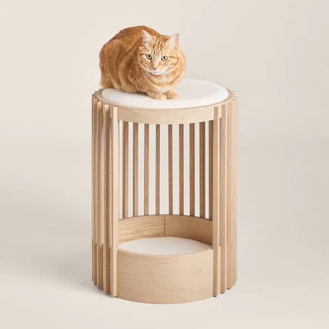 a cat sitting on the small wood-stained cat tree