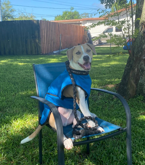 Dog wearing blue cooling vest sitting in a chair