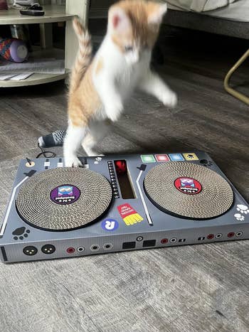Kitten playing on a DJ turntable scratching toy, appearing energetic and curious