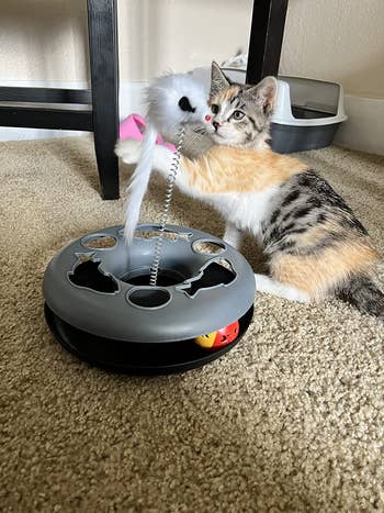 photo of reviewer's kitten playing with the gray interactive toy