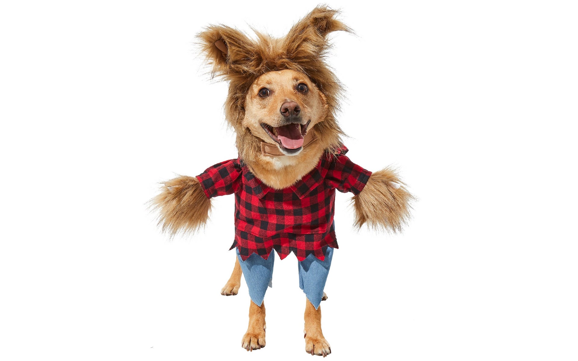 Dog in werewolf costume