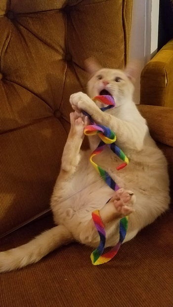 reviewer's cat playing with the rainbow string toy