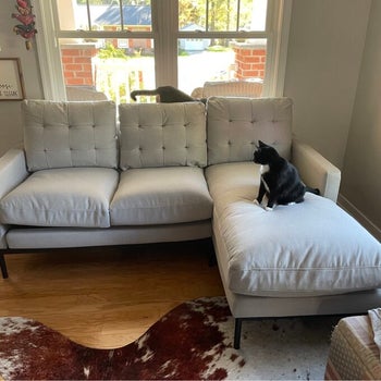 reviewer photo of the couch with a black cat on it
