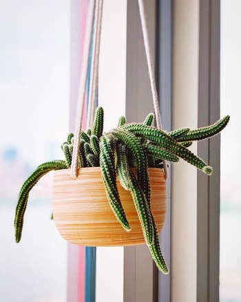 a trailing cactus in the hanging planter