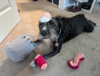 A canine  lies connected  a carpet with plush toys connected  its paw and head