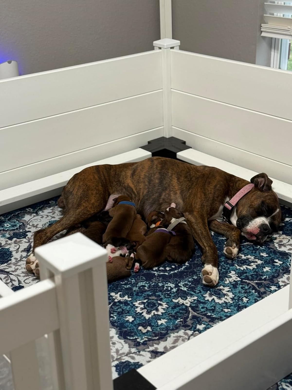 Dog resting in a cozy indoor corner, surrounded by several sleeping puppies