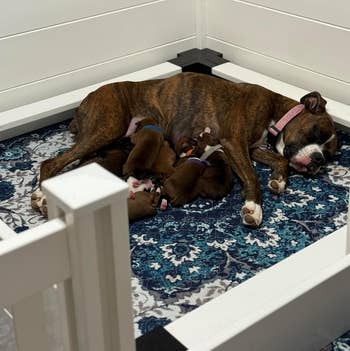 Dog resting in a cozy indoor corner, surrounded by several sleeping puppies