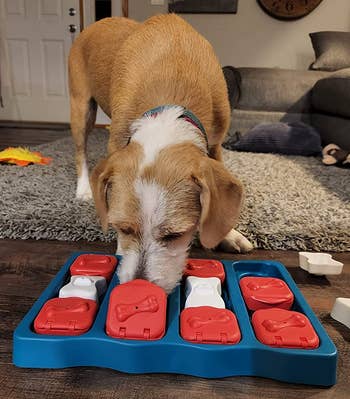 Reviewer image of dog playing with the interactive toy
